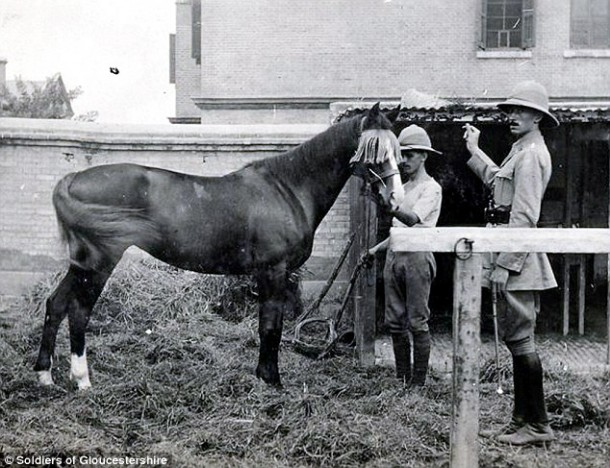 WWII Stallion Nicknamed ‘The Sikh’ Walked Back to Britain from Russia